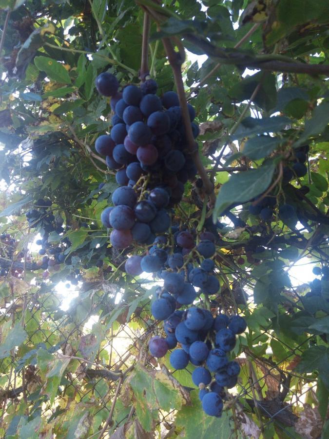 Loft Los Cerezos En Vistalba, Zona De Vinedos Y Bodegas Lujan de Cuyo Eksteriør billede