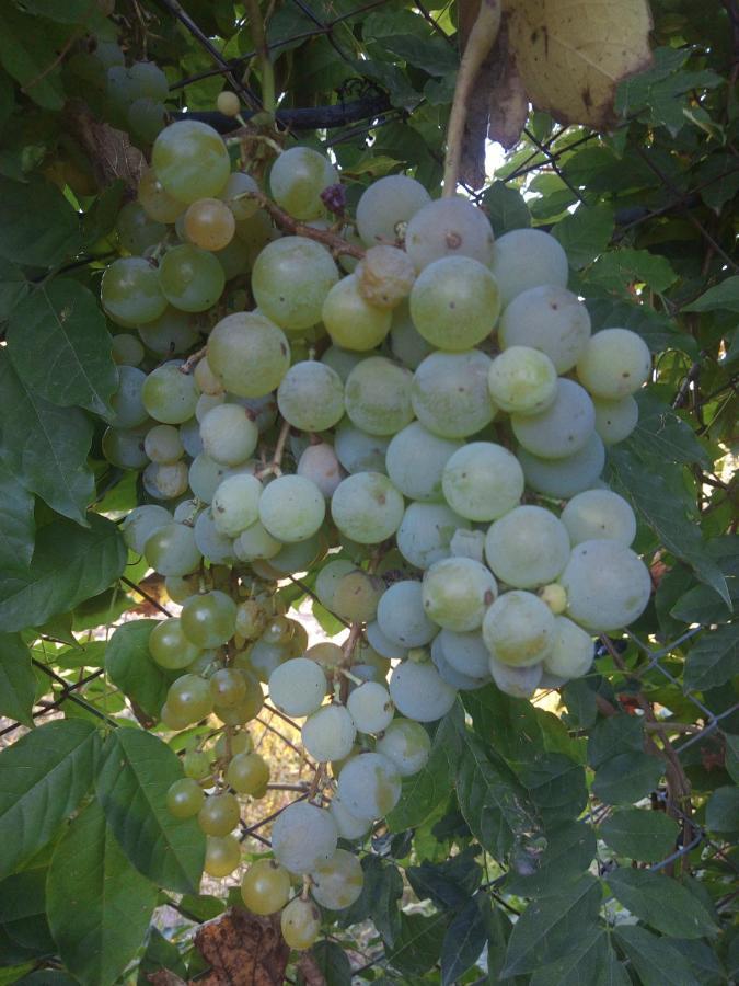 Loft Los Cerezos En Vistalba, Zona De Vinedos Y Bodegas Lujan de Cuyo Eksteriør billede